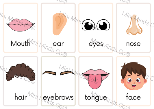 My Body Parts Flashcards